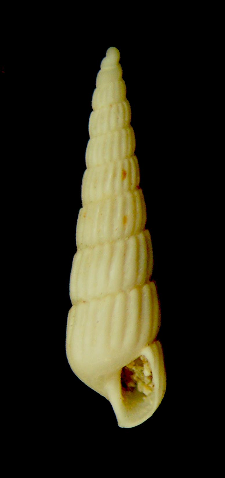 turbonilla 1 kerkenna